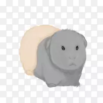 家养兔须鼻子豚鼠-空若网 家养兔须鼻子豚鼠-空若网