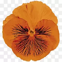 三叶草开花植物花瓣紫罗兰-空若网 三叶草开花植物花瓣紫罗兰-空若网