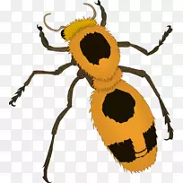 甲虫剪贴画.昆虫载体-空若网 甲虫剪贴画.昆虫载体-空若网