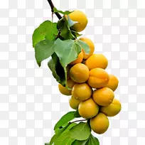 果树种子果树杏成熟杏-空若网 果树种子果树杏成熟杏-空若网