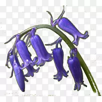 Þ¹Ò²ݣ¬µßÇÑ»¨£¬îÜÀ¶£¬×϶¡Ïã×ÏÂÞÀ¼-ÑÅÐÁ˹-¿ÕÈôÍø Þ¹Ò²ݣ¬µßÇÑ»¨£¬îÜÀ¶£¬×϶¡Ïã×ÏÂÞÀ¼-ÑÅÐÁ˹-¿ÕÈôÍø