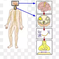 躯体神经系统、外周神经系统、副交感神经系统、自主神经系统-神经系统-空若网 躯体神经系统、外周神经系统、副交感神经系统、自主神经系统-神经系统-空若网