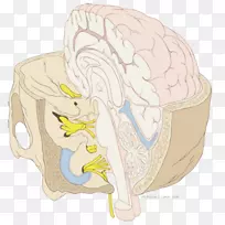 脑干颅底神经-神经系统-空若网 脑干颅底神经-神经系统-空若网