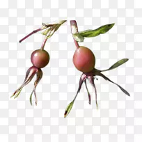 玫瑰浴场玫瑰科玫瑰图片玫瑰花-空若网 玫瑰浴场玫瑰科玫瑰图片玫瑰花-空若网