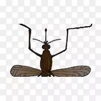 昆虫、蚊子、动物、苍蝇、害虫-蚊子-空若网 昆虫、蚊子、动物、苍蝇、害虫-蚊子-空若网