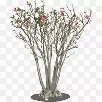 矮牵牛树植物矮牵牛-盆景修剪-空若网 矮牵牛树植物矮牵牛-盆景修剪-空若网