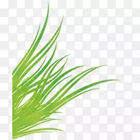 草、甜草、叶粉爆裂-空若网 草、甜草、叶粉爆裂-空若网