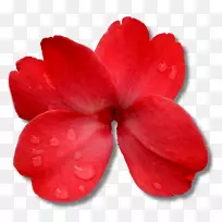 ¿ª»¨Ö²Îﻨ°ê²Ý±¾Ö²Îï´º-º£À¶û-¿ÕÈôÍø ¿ª»¨Ö²Îﻨ°ê²Ý±¾Ö²Îï´º-º£À¶û-¿ÕÈôÍø