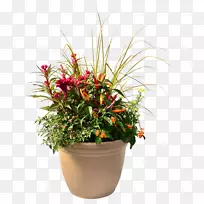 室内植物切花花盆紫甘薯-空若网 室内植物切花花盆紫甘薯-空若网