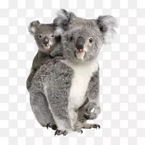 比拉邦动物园考拉/考拉袋鼠-手鼓绿-空若网 比拉邦动物园考拉/考拉袋鼠-手鼓绿-空若网