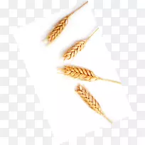 粮食作物胚芽草-小麦穗-空若网 粮食作物胚芽草-小麦穗-空若网