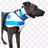 澳洲牧羊犬圈,培根用皮带皮,缝制而成-空若网 澳洲牧羊犬圈,培根用皮带皮,缝制而成-空若网