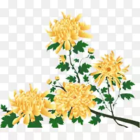 大丽菊花花型切花-菊花-空若网 大丽菊花花型切花-菊花-空若网