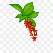 叶植物茎开花植物-空若网 叶植物茎开花植物-空若网