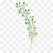 Ë®²Ê»ÂÌɫˮ²Ê»»¨-¿ÕÈôÍø Ë®²Ê»ÂÌɫˮ²Ê»»¨-¿ÕÈôÍø