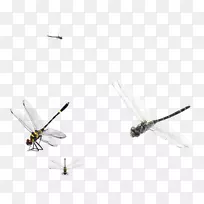 昆虫翼蜻蜓-秋巷蜻蜓-空若网 昆虫翼蜻蜓-秋巷蜻蜓-空若网