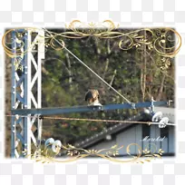 鸟类树枝动物猴黑蒲公英-空若网 鸟类树枝动物猴黑蒲公英-空若网