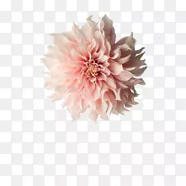 粉红花摄影大丽-情人节玫瑰花-空若网 粉红花摄影大丽-情人节玫瑰花-空若网