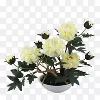 u9ec3u7261u4e39����ͼ��-��Ң������װĵ��װ��-������