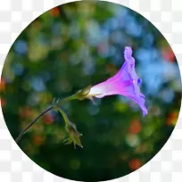 开花植物花瓣开花植物叶-以太阳石为特征的两情人影-空若网 开花植物花瓣开花植物叶-以太阳石为特征的两情人影-空若网