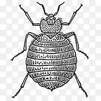 床虫叮咬昆虫绘图-空若网 床虫叮咬昆虫绘图-空若网