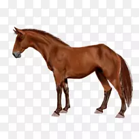 马,阿拉伯马,种马,澳大利亚种马,野马-水彩马-空若网 马,阿拉伯马,种马,澳大利亚种马,野马-水彩马-空若网