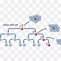 肿瘤干细胞-癌细胞体-空若网 肿瘤干细胞-癌细胞体-空若网