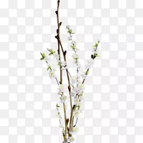 鱿鱼-空若网 鱿鱼-空若网