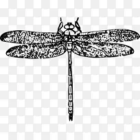 昆虫蜻蜓剪贴画-昆虫-空若网 昆虫蜻蜓剪贴画-昆虫-空若网