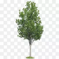 ��ľ������-��-������