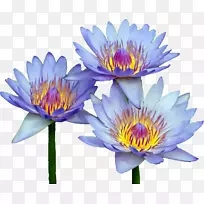 花束剪贴画-花-空若网 花束剪贴画-花-空若网