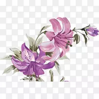 切花百合-空若网 切花百合-空若网