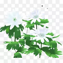 菊花叶-菊花-空若网 菊花叶-菊花-空若网