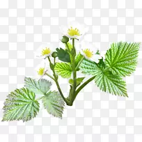 菊花红覆盆子-空若网 菊花红覆盆子-空若网