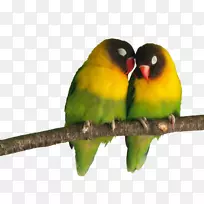 ��ͷ�������Ŀɰ�����-������