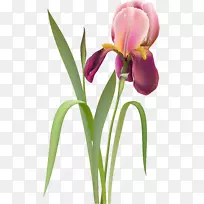 剪花郁金香剪贴画-空若网 剪花郁金香剪贴画-空若网