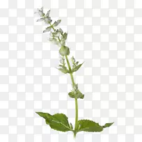 ��ͨ��β��ֲ��Ӣ��޹�²���ľ��Ӱ-ֲ��-������