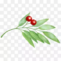 ӣ��ݮͼ��-ӣ��-������