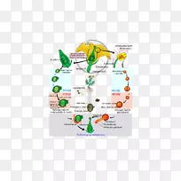 开花植物生命周期图配子体-植物-空若网 开花植物生命周期图配子体-植物-空若网