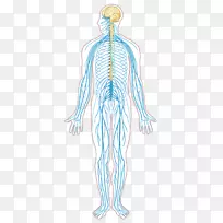 神经系统疾病神经图人体-空若网 神经系统疾病神经图人体-空若网