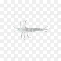 昆虫,无脊椎动物,若虫,害虫-空若网 昆虫,无脊椎动物,若虫,害虫-空若网