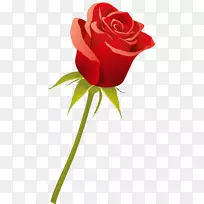 花园玫瑰切花红玫瑰-空若网 花园玫瑰切花红玫瑰-空若网