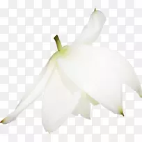 开花植物花瓣-空若网 开花植物花瓣-空若网