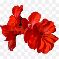 切花,开花植物,花瓣花-空若网 切花,开花植物,花瓣花-空若网