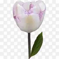 郁金香切花剪贴画-郁金香-空若网 郁金香切花剪贴画-郁金香-空若网