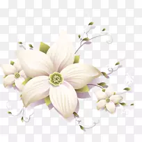 常见野花花卉设计-花卉-空若网 常见野花花卉设计-花卉-空若网