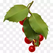 ����ݮ��������-������