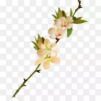 花卉摄影-空若网 花卉摄影-空若网