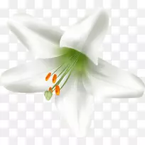 �ٺϿƿ���ֲ��-������