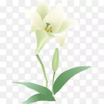 开花植物切花蛾兰花-空若网 开花植物切花蛾兰花-空若网